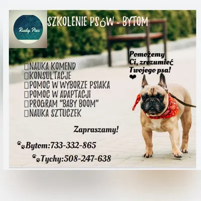 Rudy Pies-Fryzjer dla psów